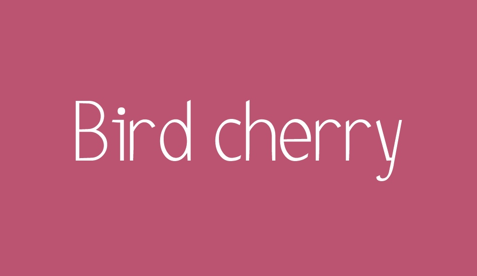 Bird cherry font big