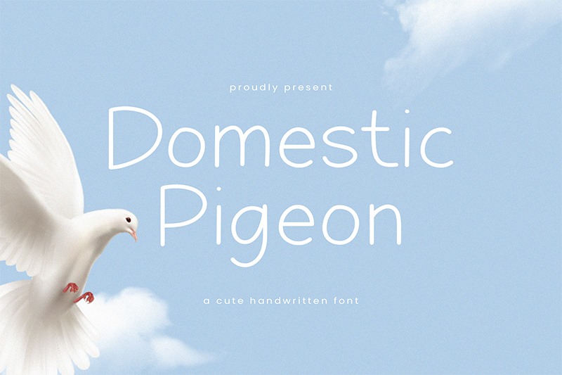 Domestic Pigeon